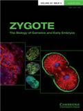 <b>ZYGOTE</b>