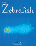 Zebrafish