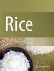 <b>Rice</b>
